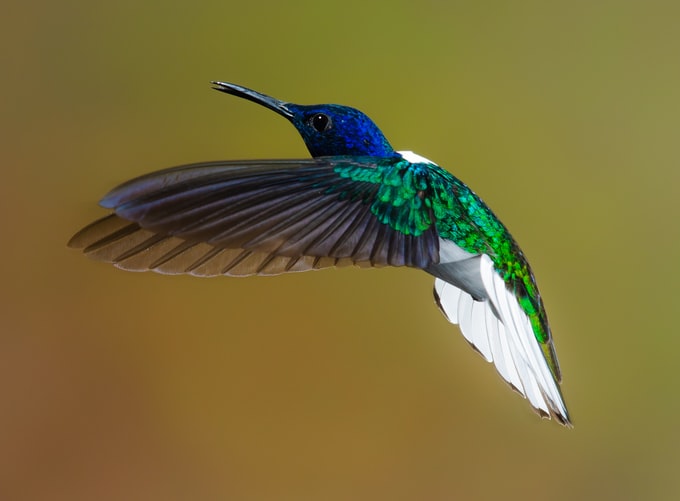 so nice Hummingbird Wallpaper