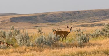 Awesome Grasslands National Park