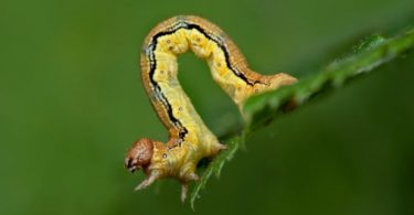 animal Caterpillar Images