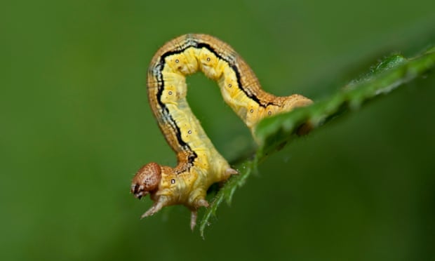 animal Caterpillar Images