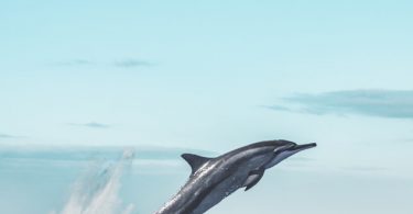 cool nature Dolphin Wallpaper