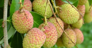 healthy food Lychee Wallpaper