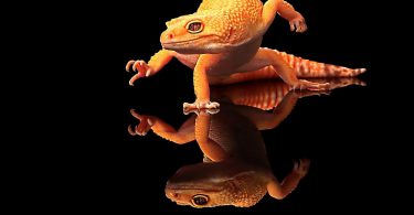 amazing Gecko Wallpaper