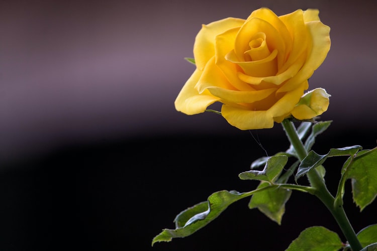 awesome natural Yellow Rose