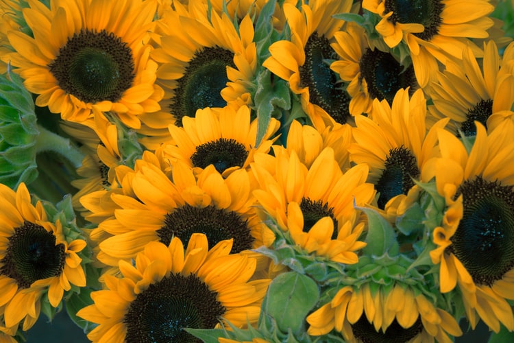 awesome nature Sunflower Wallpaper