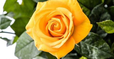 beautiful Yellow Rose image