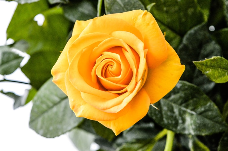 beautiful Yellow Rose image