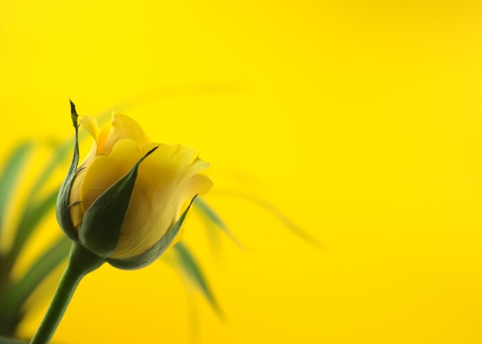 full top Yellow Rose image
