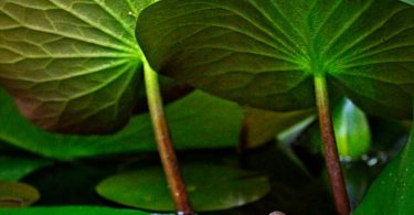 green leaf on Green Frog