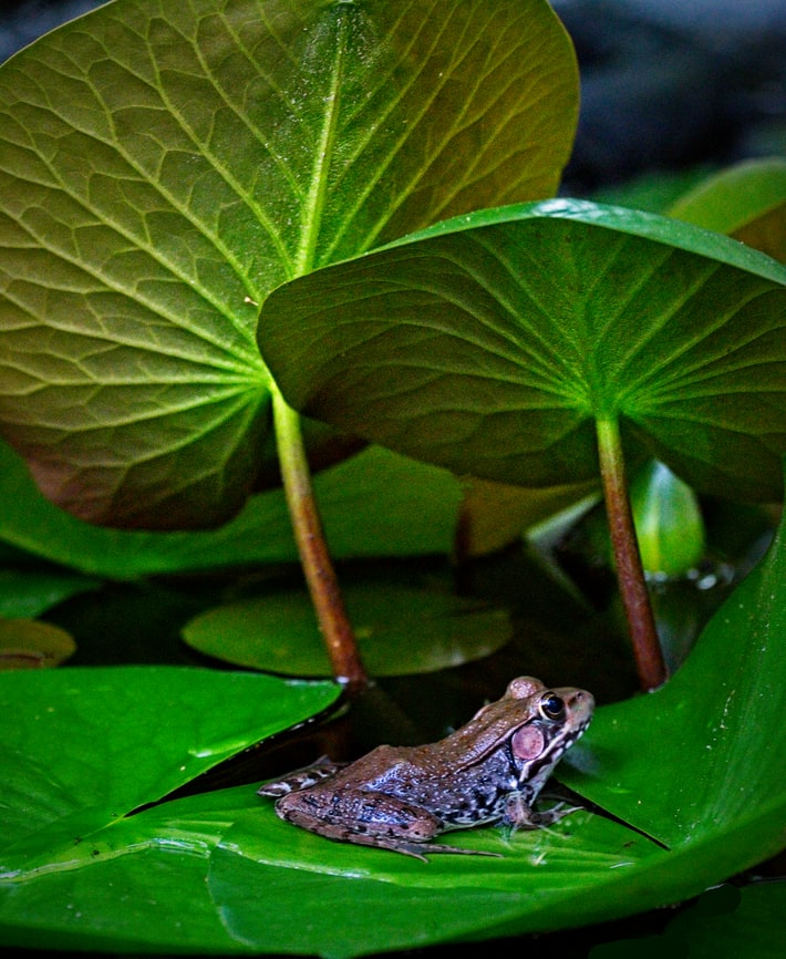 green leaf on Green Frog