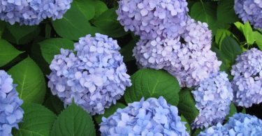 most popular Hydrangea Flower