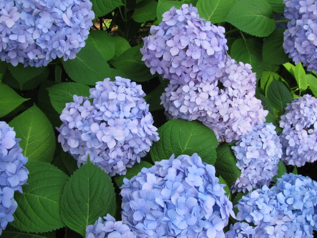 most popular Hydrangea Flower