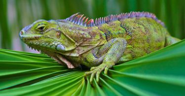 most popular Iguana Wallpaper