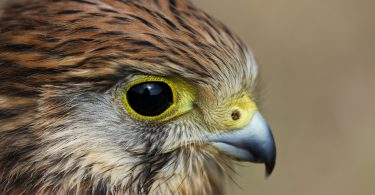 black eye HD Hawk Wallpaper