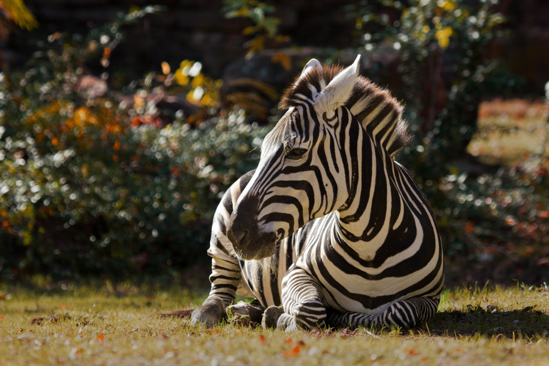 awesome Zebra Wallpaper