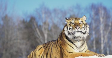 Siberian Tiger lying in the snow (Panthera tigris altaica)