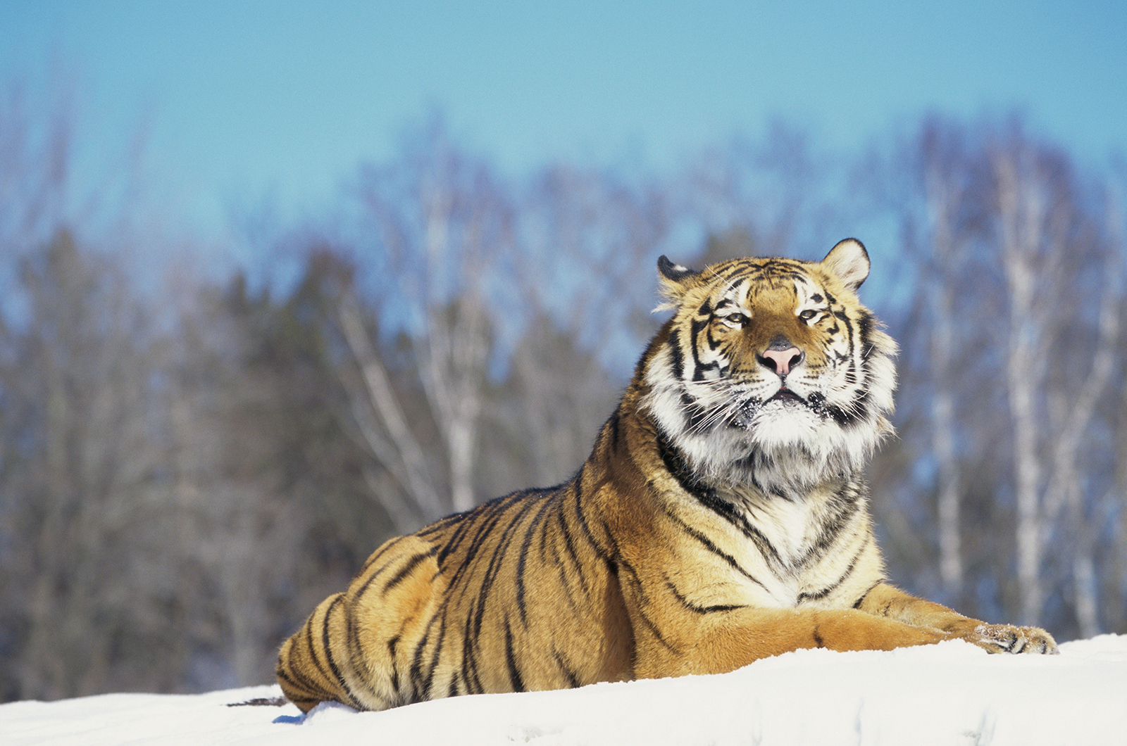 Siberian Tiger lying in the snow (Panthera tigris altaica)