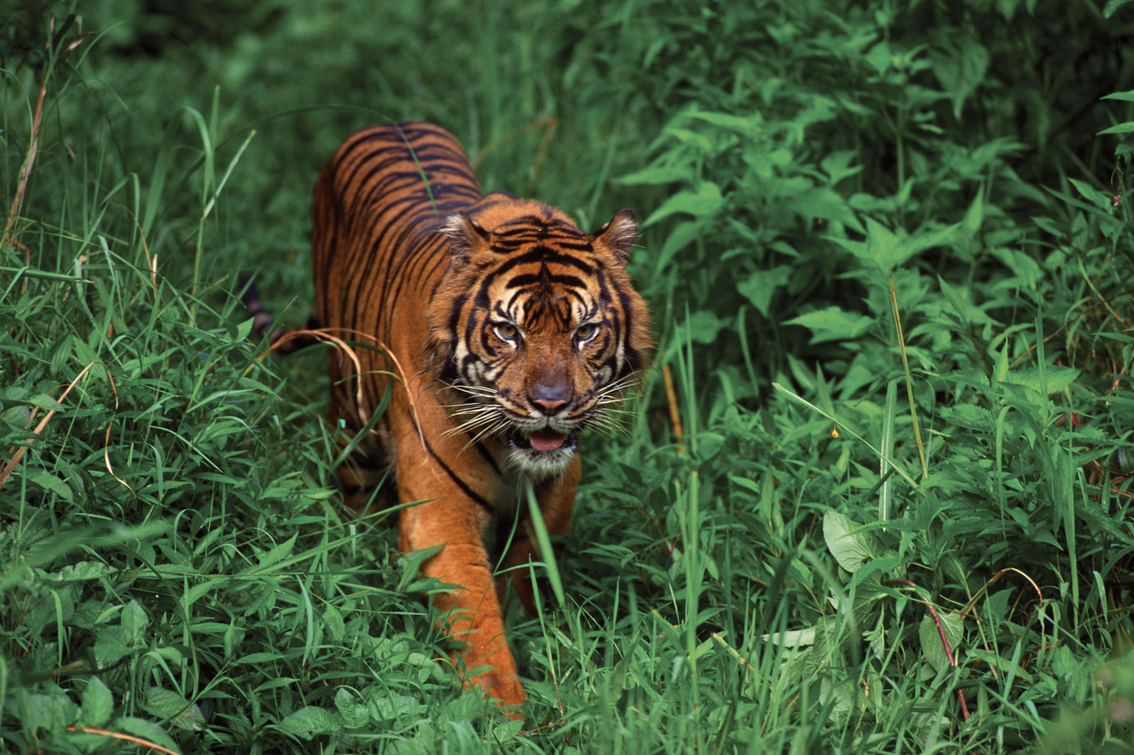 beautiful natural Bengal Tiger image