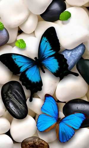 colorful Butterfly Wallpaper