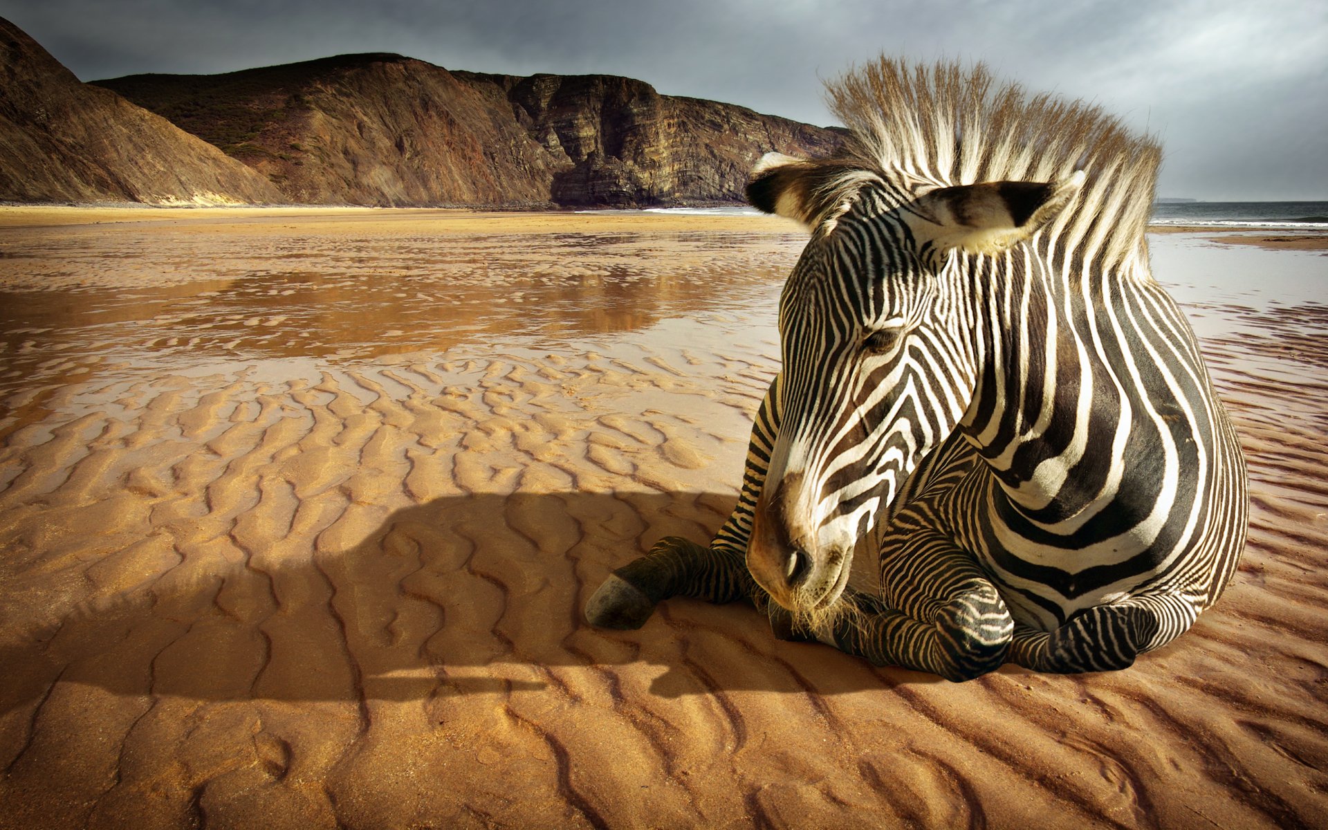 desert on Zebra Wallpaper
