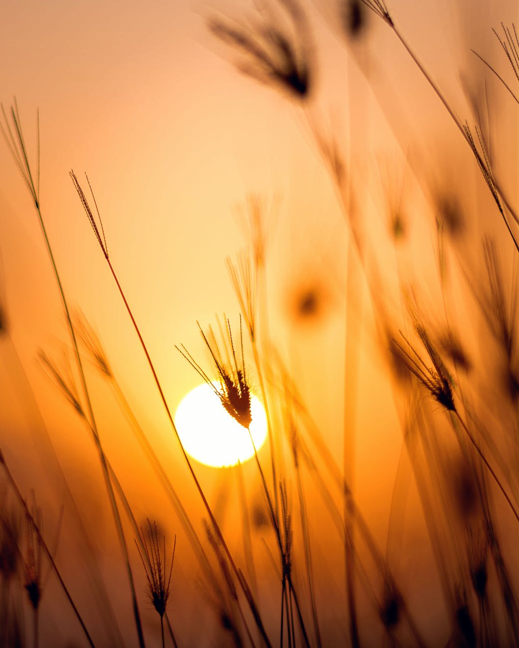 field nature Sunrise Wallpaper