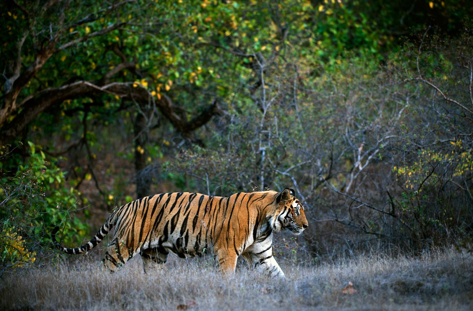 landscape nature Bengal Tiger image