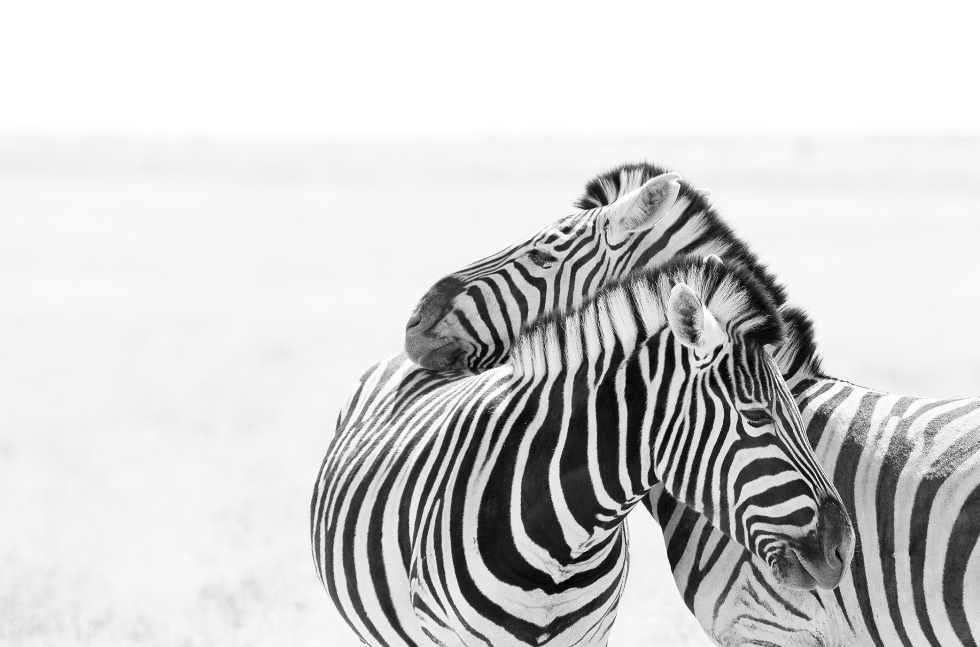 top nature Zebra Wallpaper