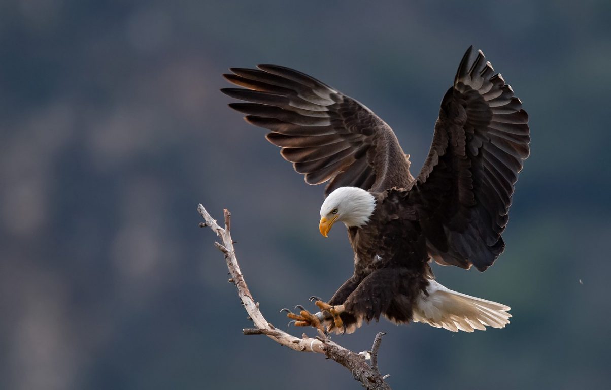 Bald Eagle Wallpaper, Widescreen Bald Eagle Wallpaper, #38807
