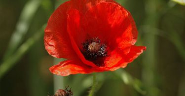 awesome natural Poppy Flowers
