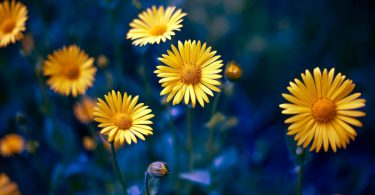 full top Spring Flowers image