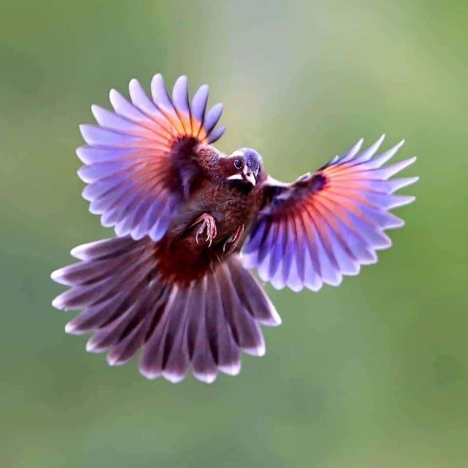 colorful Cute Birds image