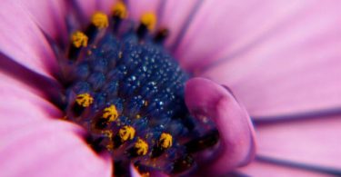 super natural Flower Macro image