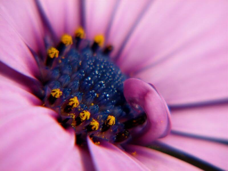 super natural Flower Macro image