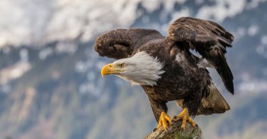 widescreen Bald Eagle Wallpaper