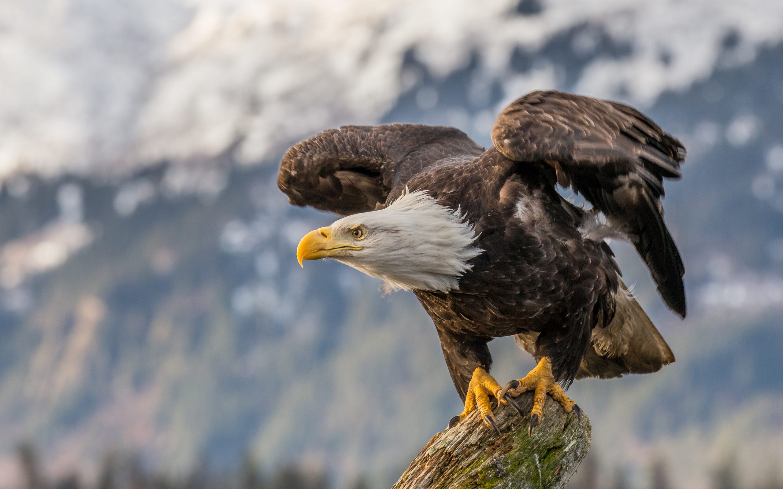 widescreen Bald Eagle Wallpaper