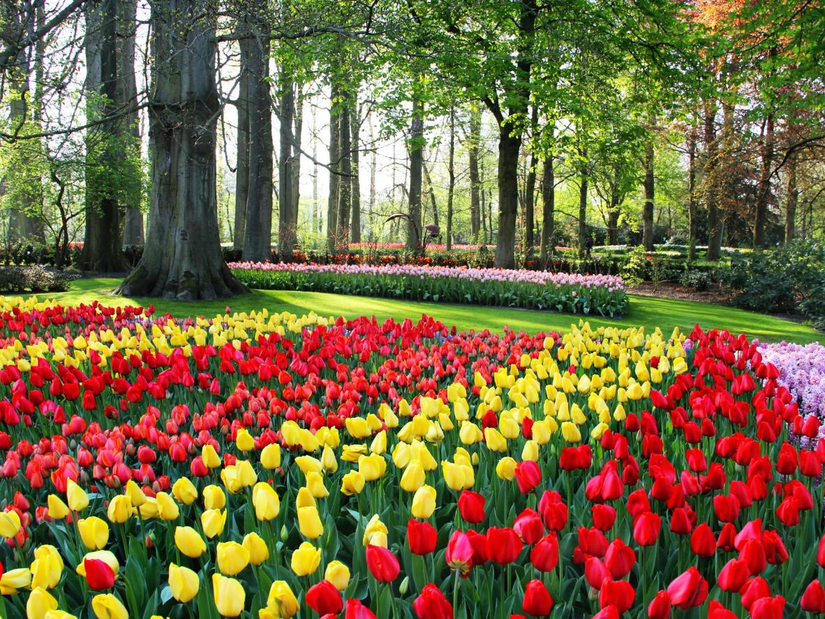 widescreen natural Spring Flowers