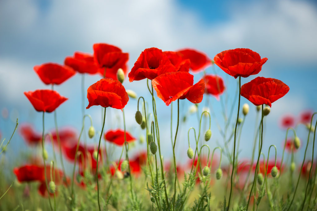 widescreen nature Poppy Flowers image