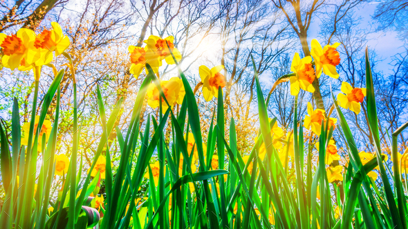 yellow Spring Flowers image