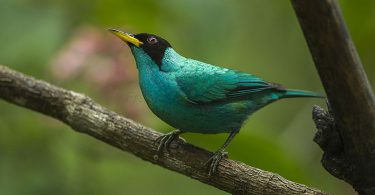 beautiful Green Honeycreeper