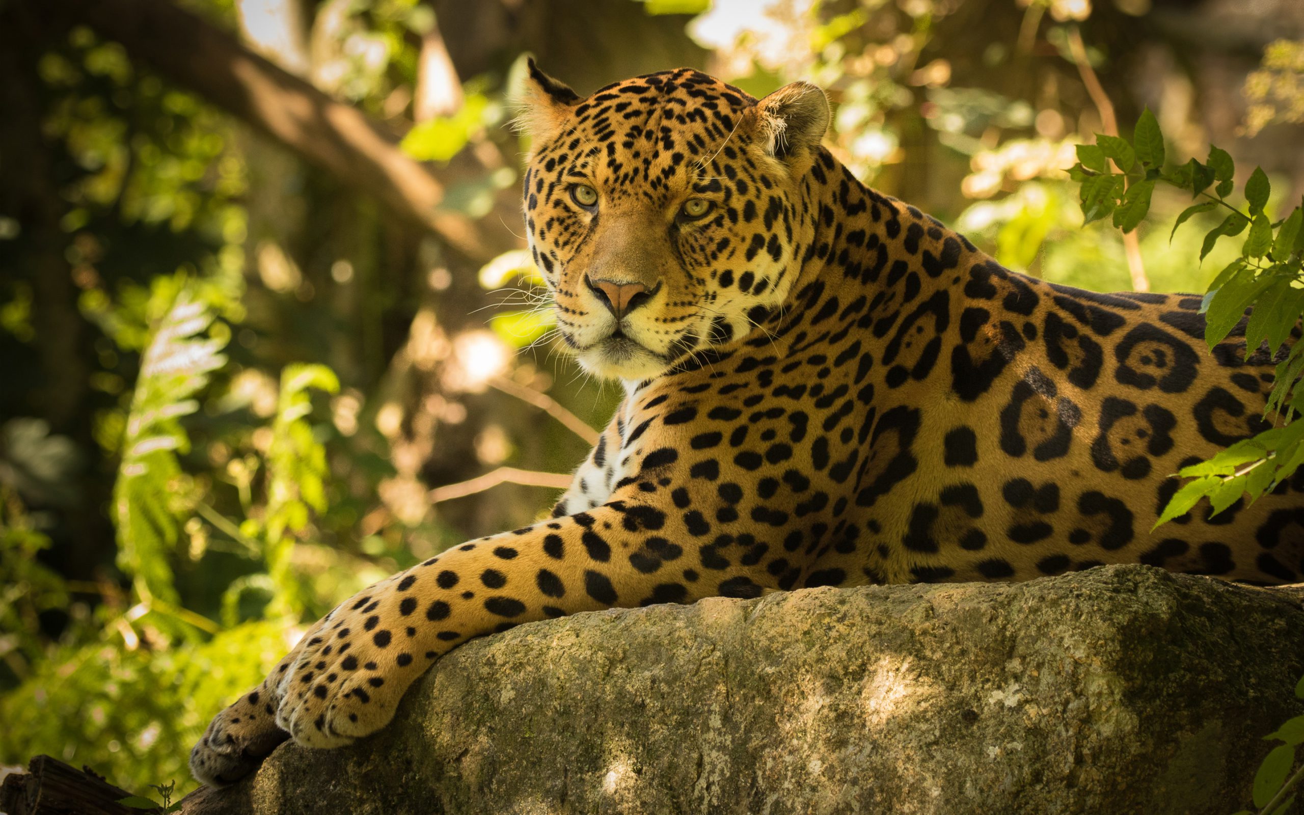 beautiful Jaguar Wallpaper