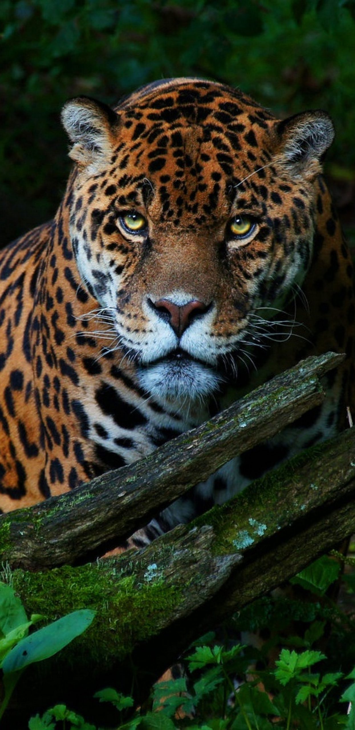 super Jaguar Wallpaper