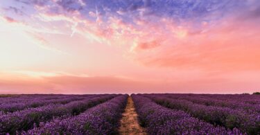 amazing natural Lavender Field Wallpaper
