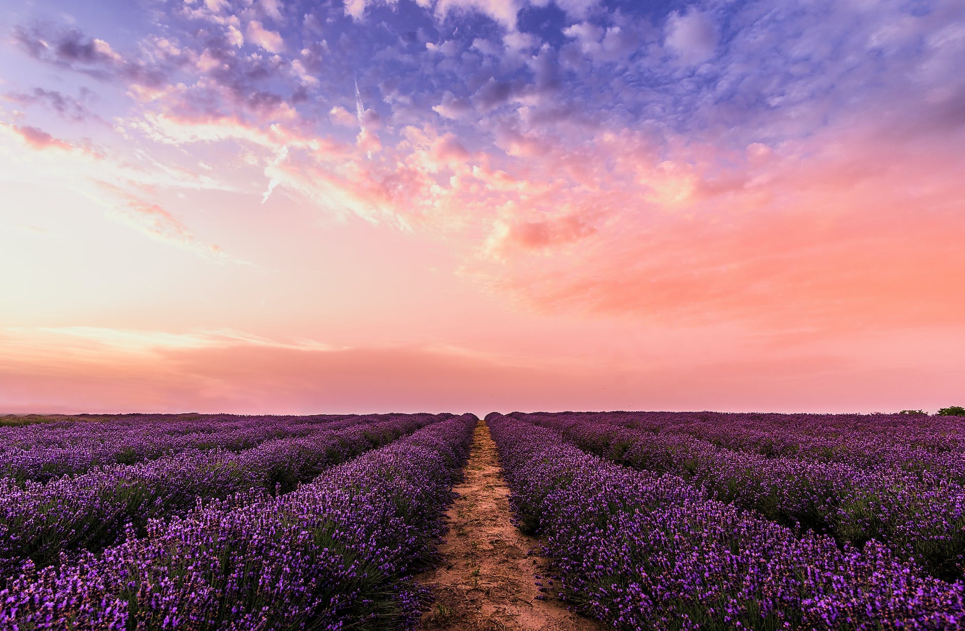 amazing natural Lavender Field Wallpaper