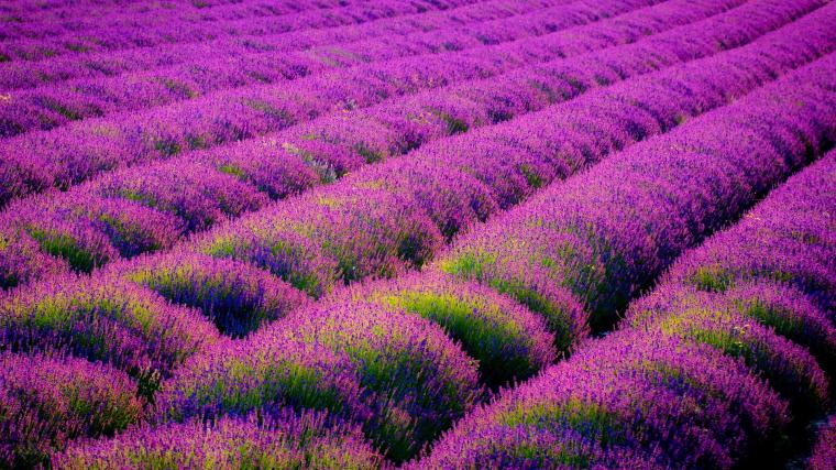 awesome Lavender Field Wallpaper