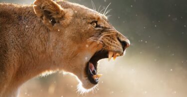 best animal Lioness Wallpaper
