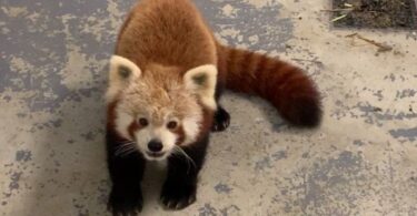 brown Red Panda image