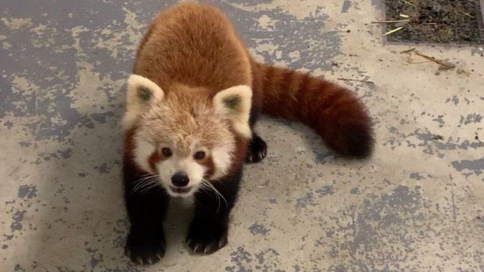 brown Red Panda image