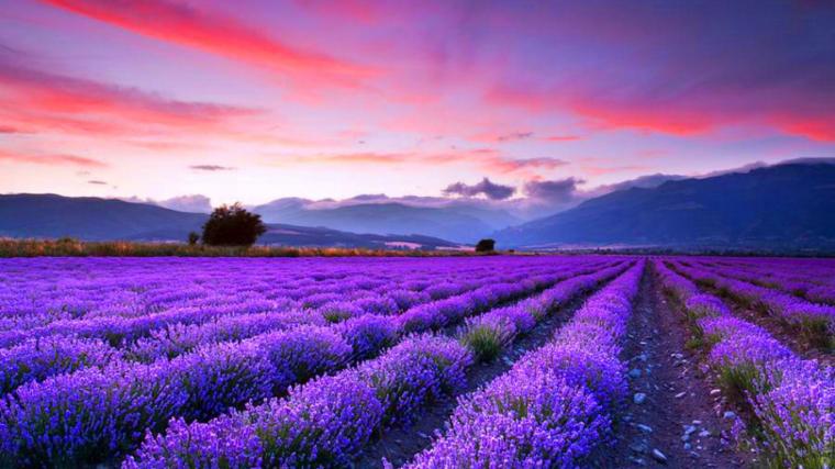 field natural Lavender Field Wallpaper