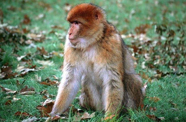 green field background Macaque