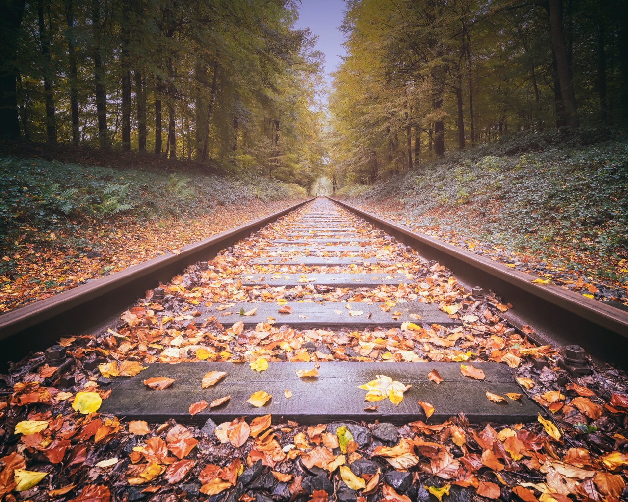 leafs Railway Track Wallpaper